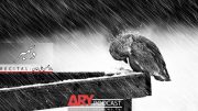 December By Rao Mohsin ali Khan